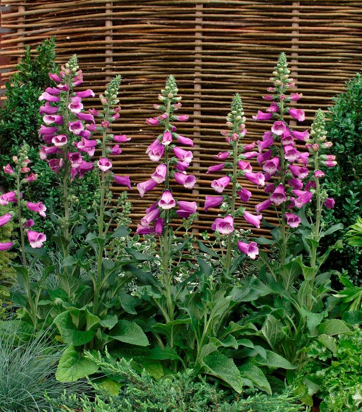 Digitalis purpurea 'Dalmation Purple'