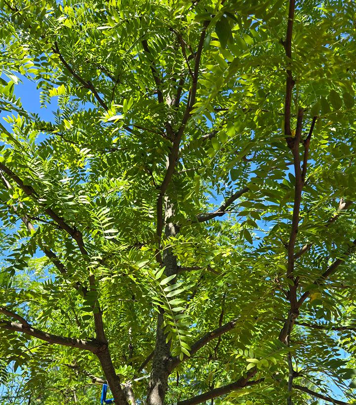 Gleditsia triacanthos 'Shademaster'