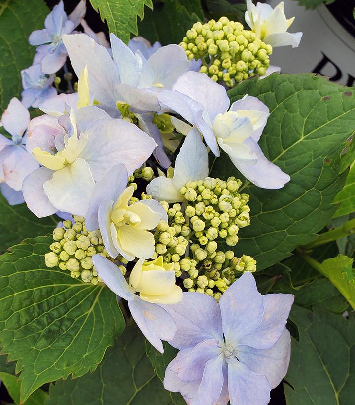 Hydrangea serrata Tuff Stuff Ah-Ha®