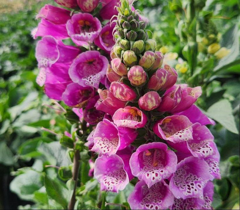 Digitalis mertonensis 