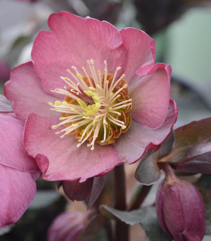 Helleborus Frostkiss® 'Pippa's Purple'