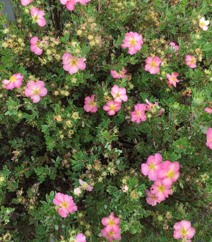 Potentilla fruticosa Happy Face Hearts®