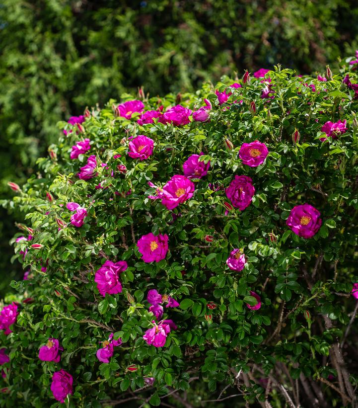 Rosa rugosa Lotty's Love™