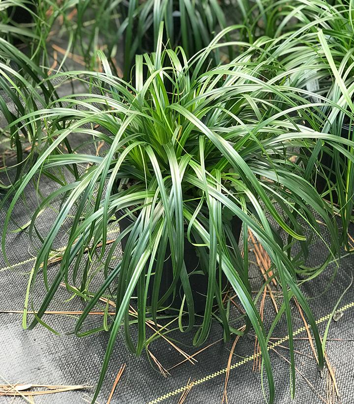 Carex ''Ribbon Falls'' Ribbon Falls Sedge from Dietrich Gardens