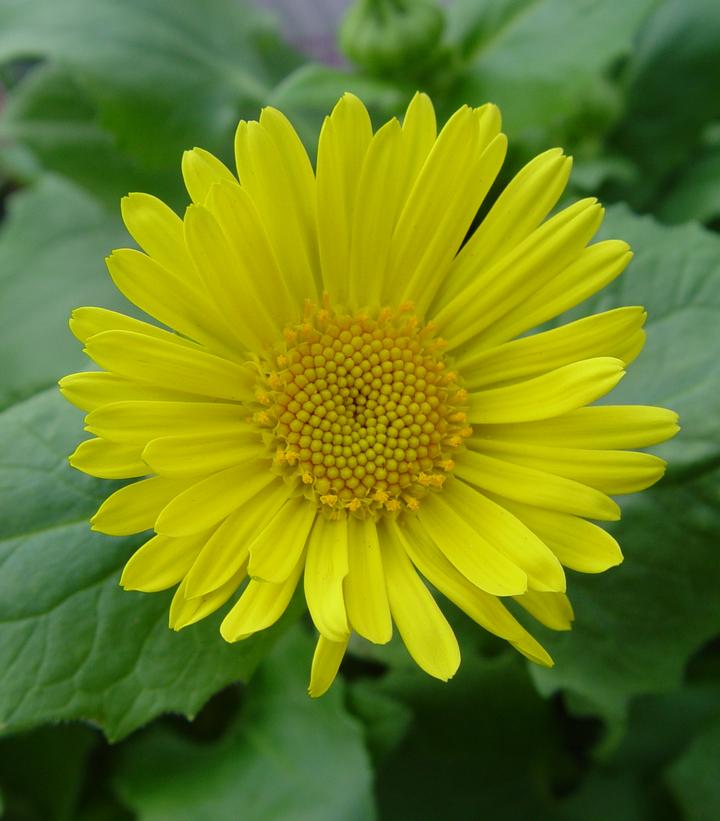 Doronicum orientale Leonardo™ Compact