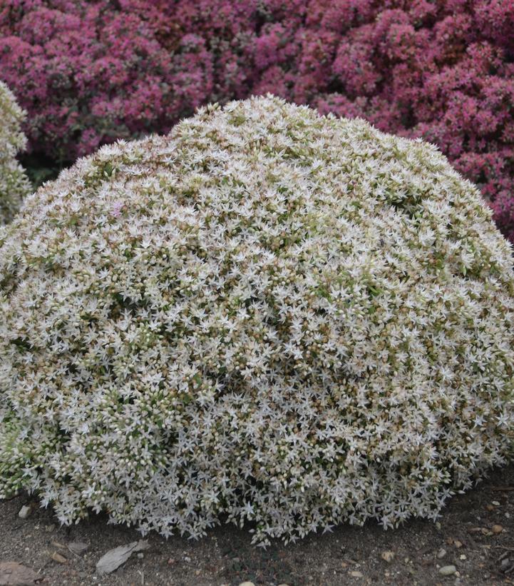 Sedum hybrid Rock 'N Grow® Rock 'N Grow® Bundle of Joy