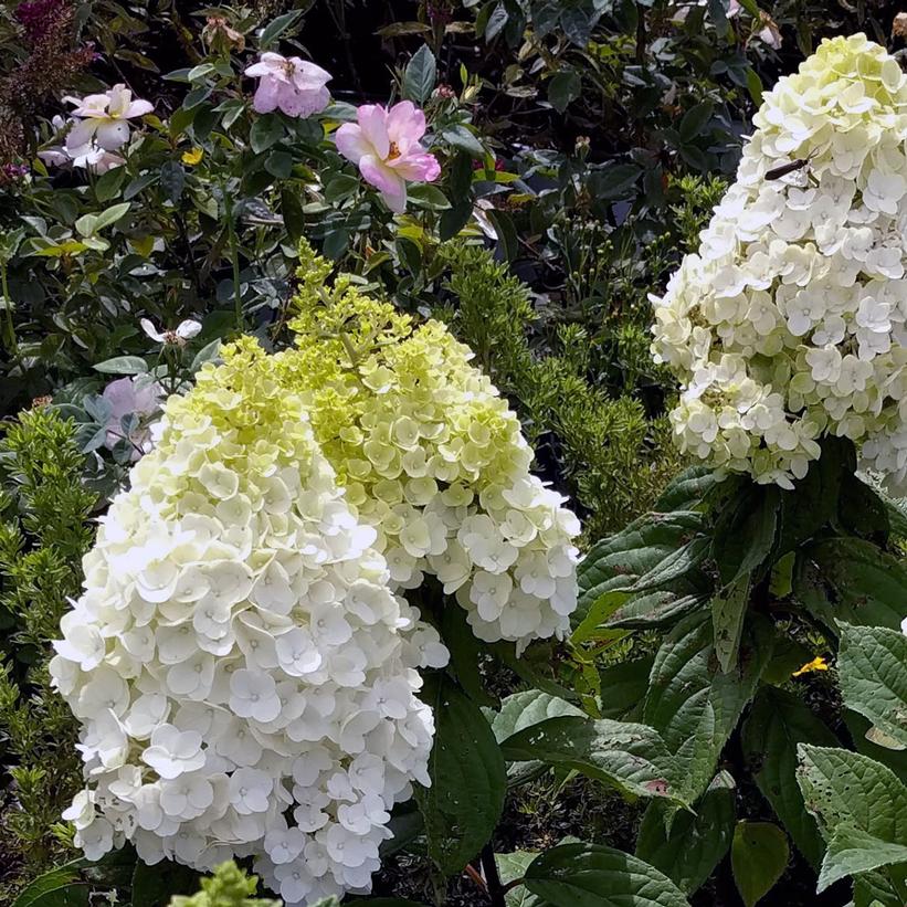 Hydrangea pan. Moonrock®