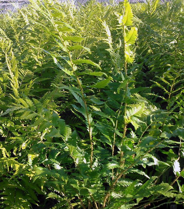 Dryopteris x australis - Dixie Wood