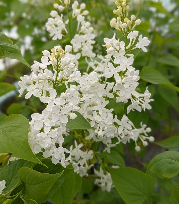 Syringa x ''Betsy Ross'' Betsy Ross Lilac from Dietrich Gardens