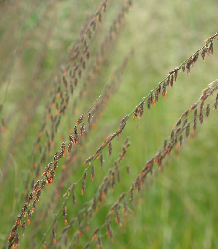 Bouteloua curtipendula 