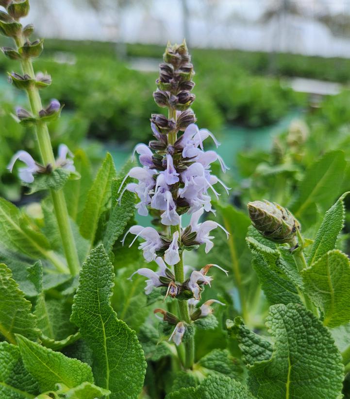 Salvia nemorosa Blue Bouquetta®