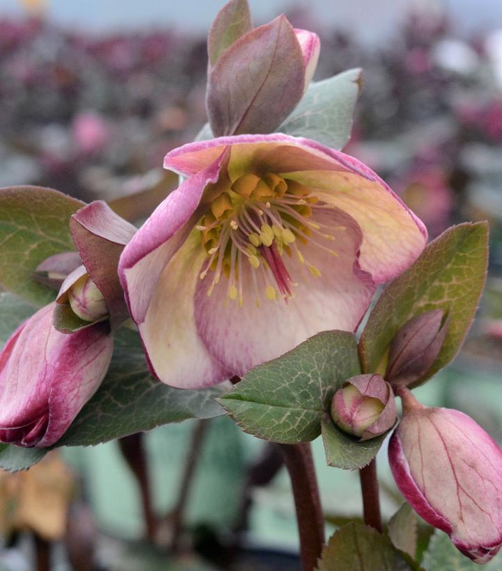 Helleborus Frostkiss® 'Glenda's Gloss'