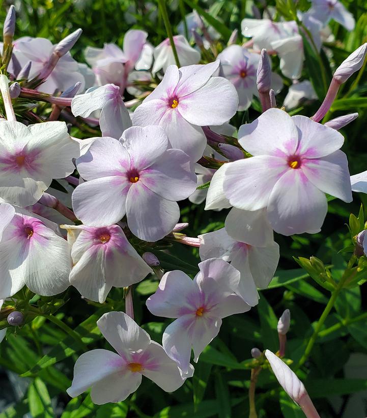 Phlox x 'Opening Act Pink-a-Dot'