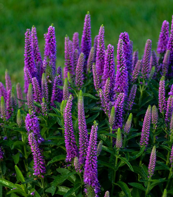 Veronica Magic Show® 'Purple Illusion' 