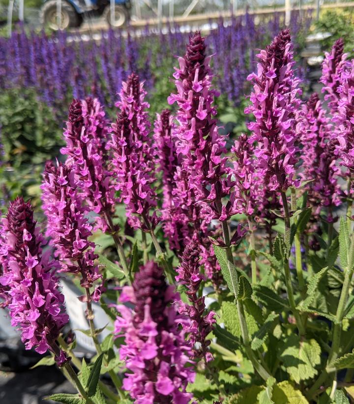 Salvia nemerosa 'Pink Profusion'