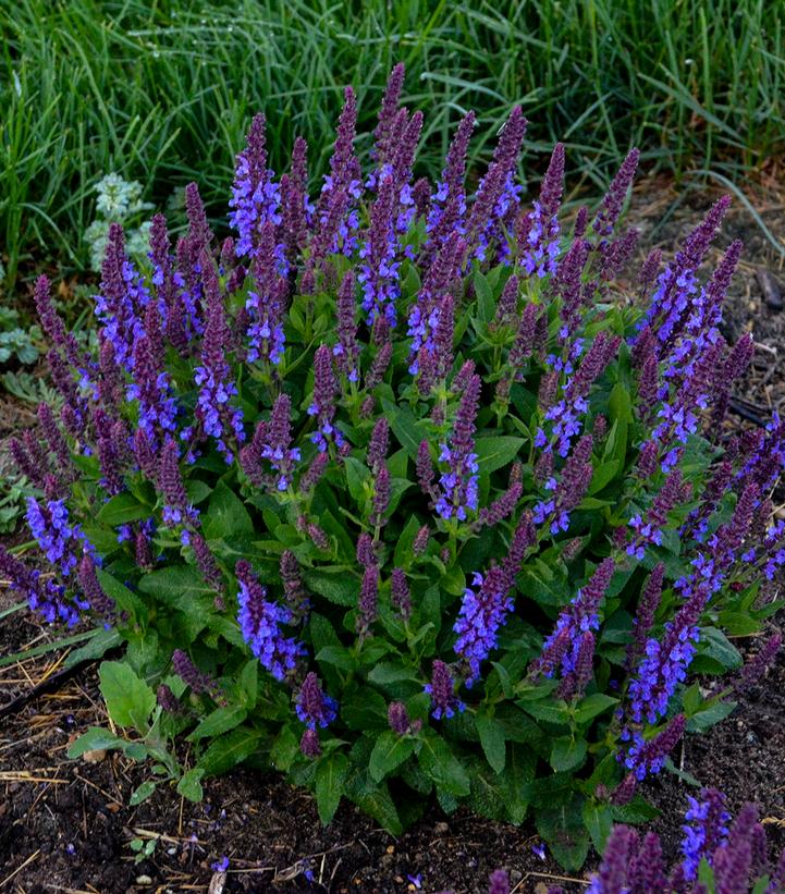 Salvia nemerosa 'Violet Profusion'