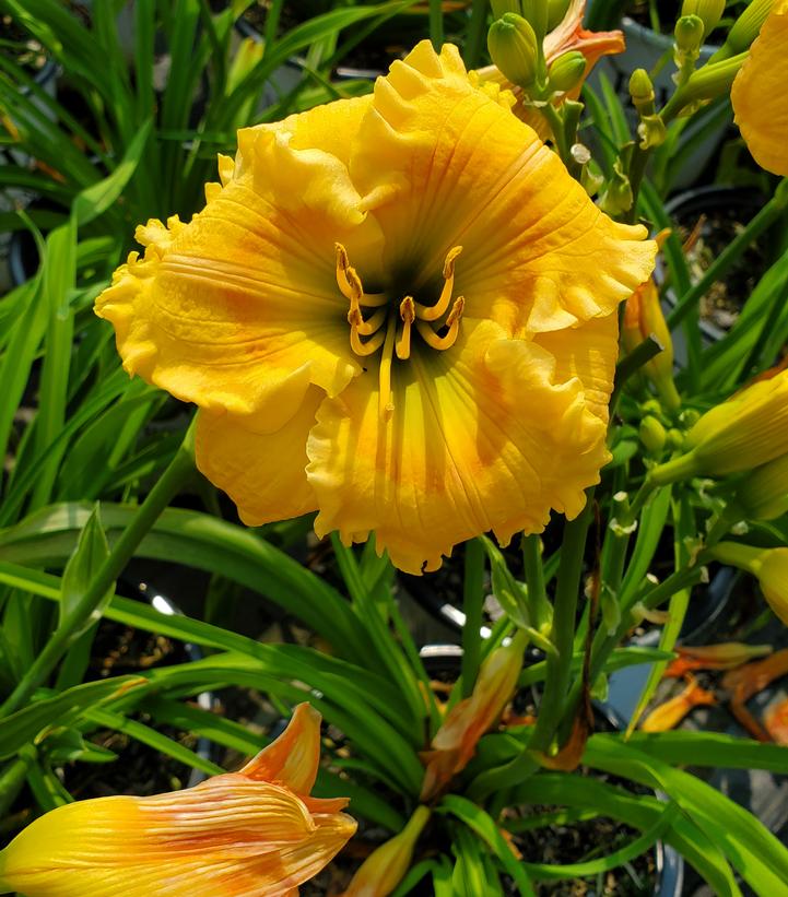 Hemerocallis hybrid Rainbow Rhythm® 'Orange Smoothie'