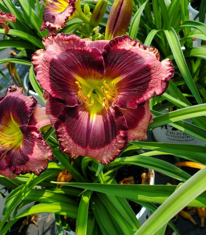 Hemerocallis hybrid Rainbow Rhythm® 'Storm Shelter'