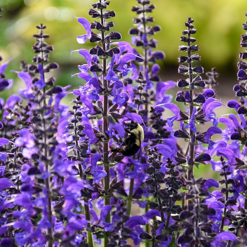 Salvia hybrid Color Spires® Color Spires® Indiglo Girl