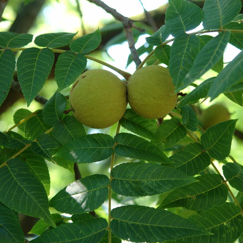 Juglans nigra 