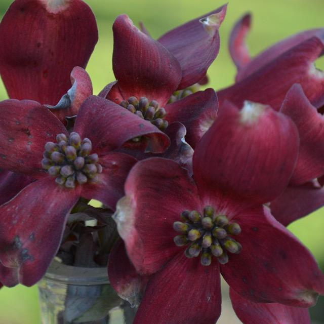 Cornus florida Ragin' Red™