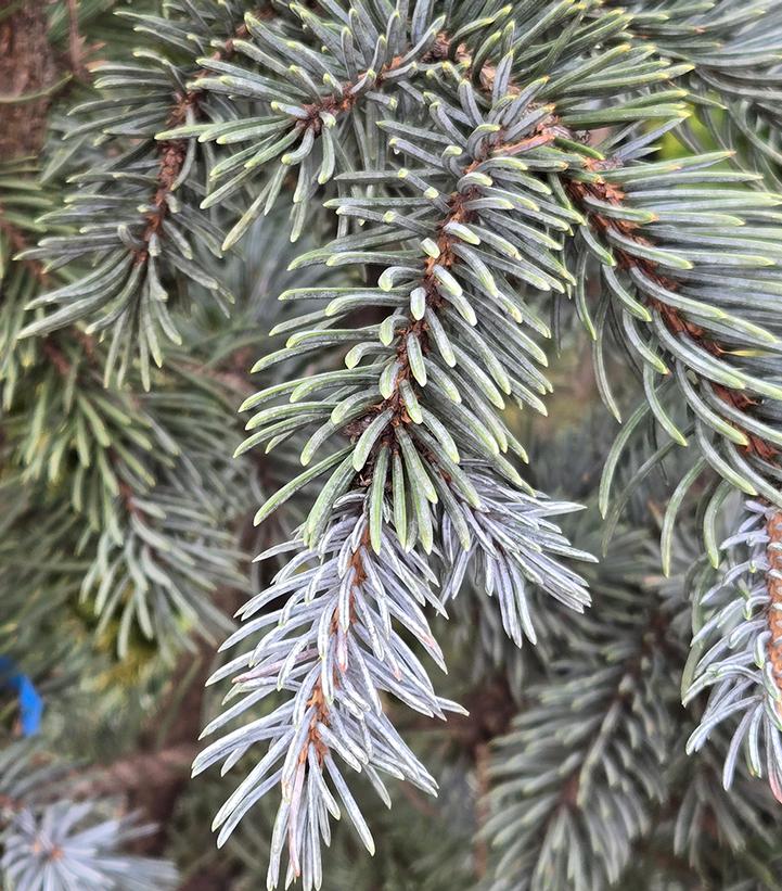 Picea pungens 'Hoopsii'