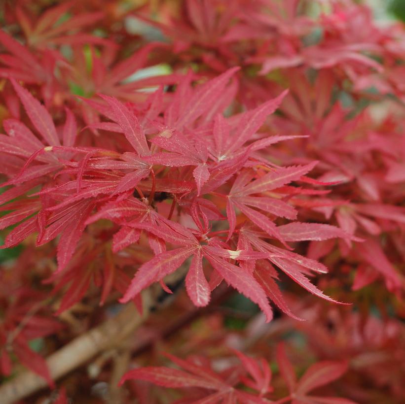 Acer palmatum 'Shaina'