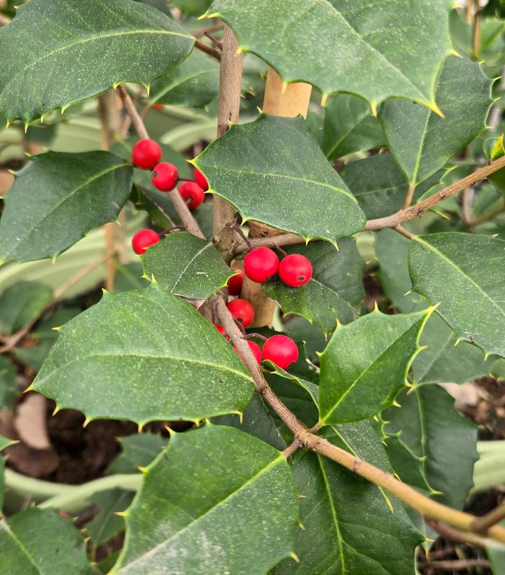 Ilex opaca 'Satyr Hill'