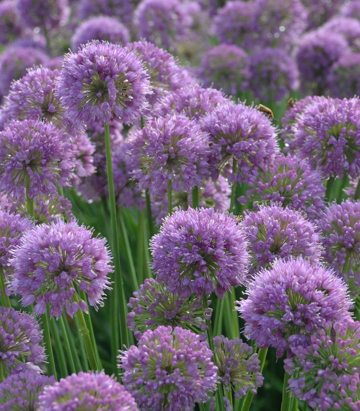 Allium 'Serendipity'