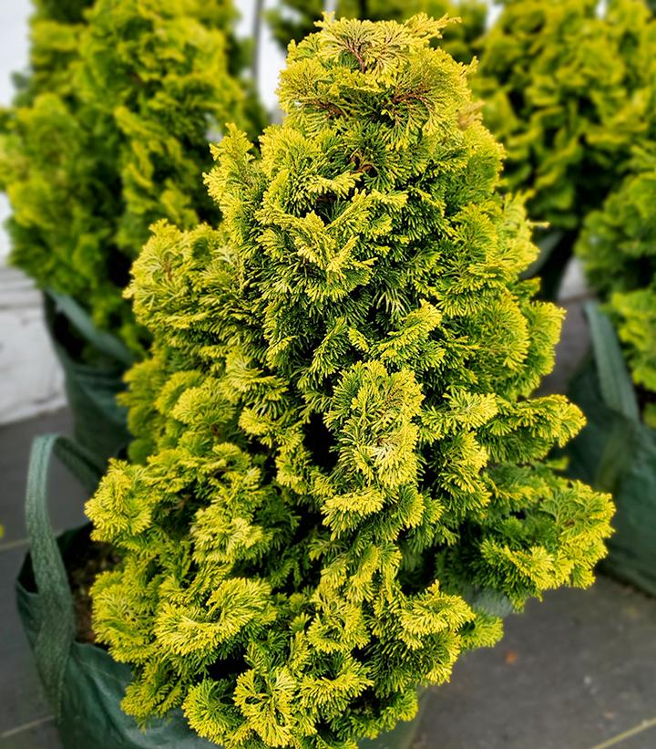 Chamaecyparis obtusa 'Nana Lutea'