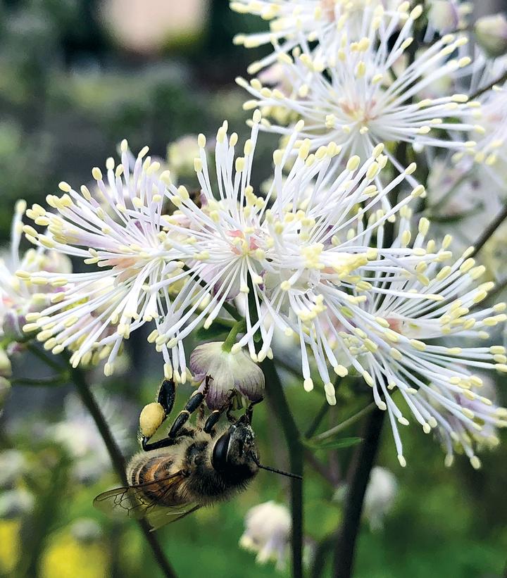 Thalictrum Nimbus™ White