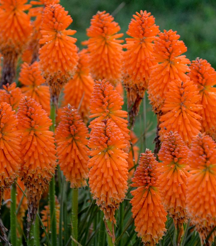 Kniphofia Pyromania® Pyromania® 'Orange Blaze'