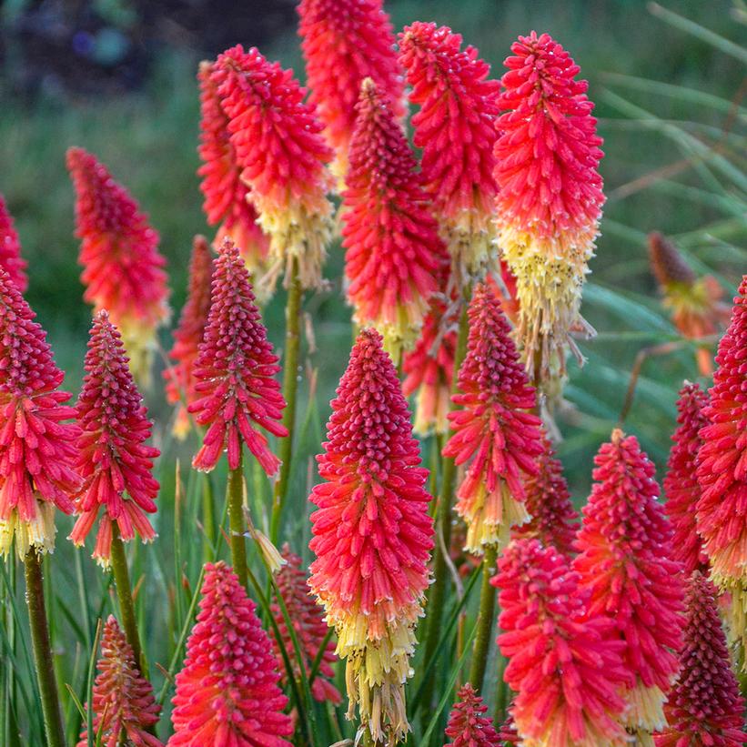 Kniphofia hybrid Pyromania™ 'Rockets Red Glare'