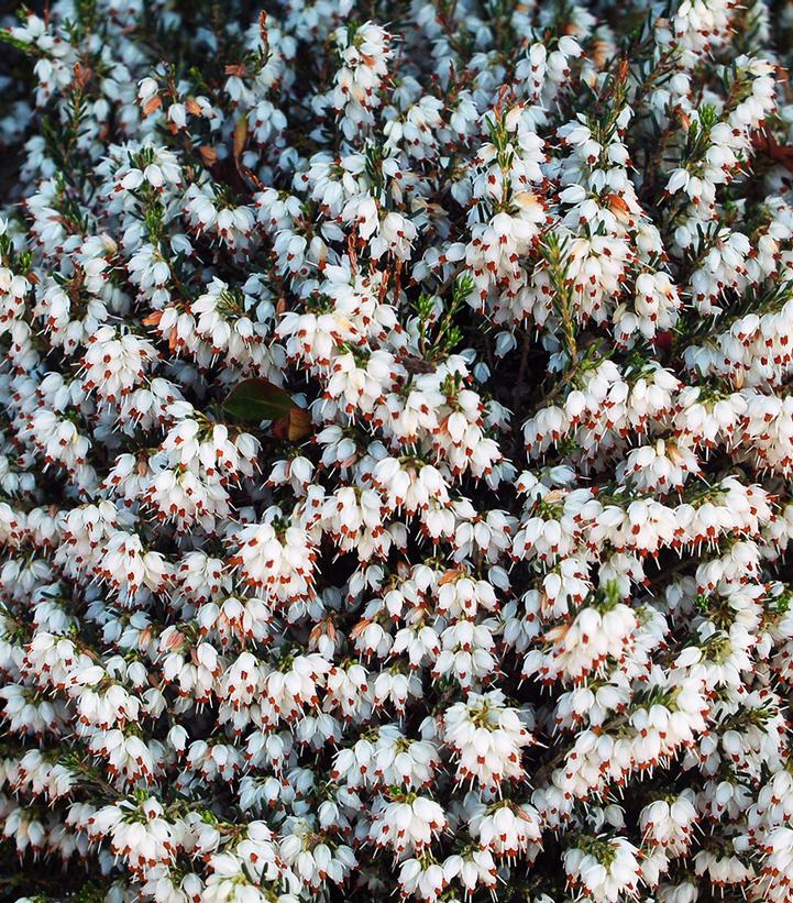 Erica carnea 'White' White Heather from Dietrich Gardens