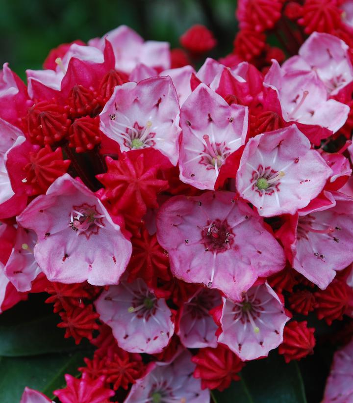 Kalmia latifolia 'Firecracker'