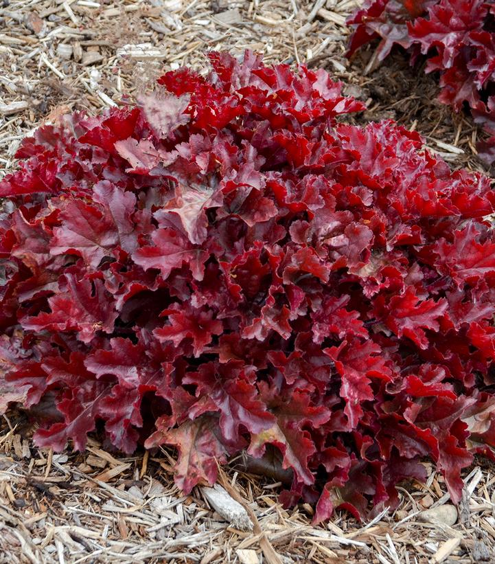 Heuchera hybrid Dolce® Dolce® 'Cherry Truffles'