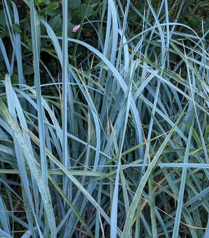 Leymus arenarius 'Blue Dune'