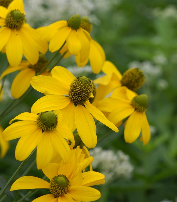 Rudbeckia lacinata 'Autumn Sun'