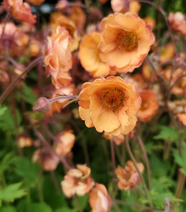 Geum Tempo™ Orange