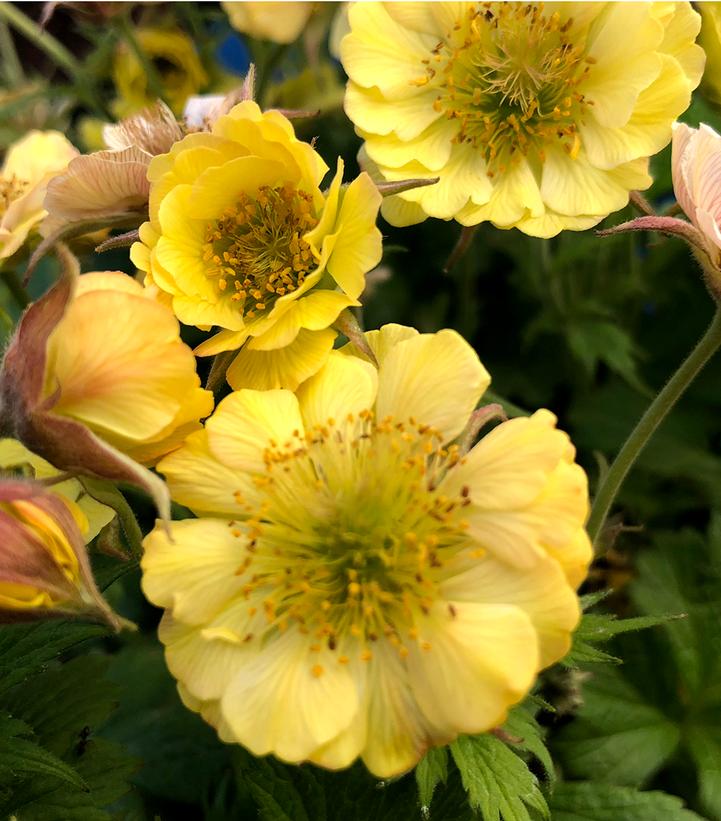 Geum Tempo™ Yellow