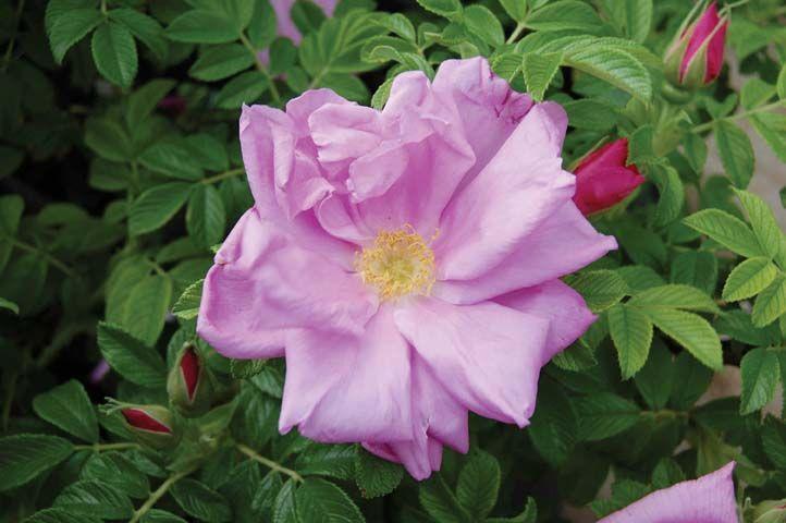 Rosa rugosa Pink Pavement