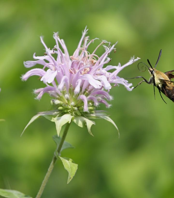 Monarda fistulosa 