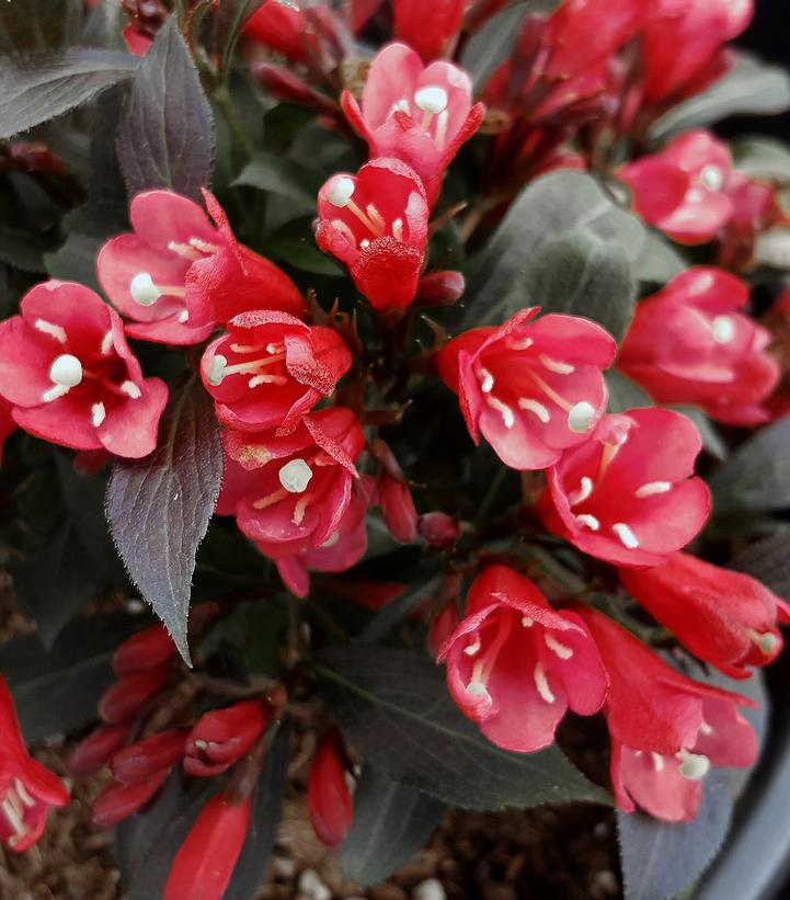 Weigela x Electric Love®