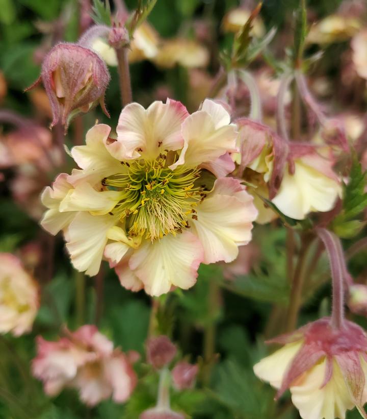 Geum Pretticoats™ Peach