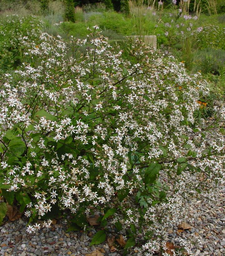 Aster divaricatus ''Eastern Star'' White Woodland Aster from Dietrich ...