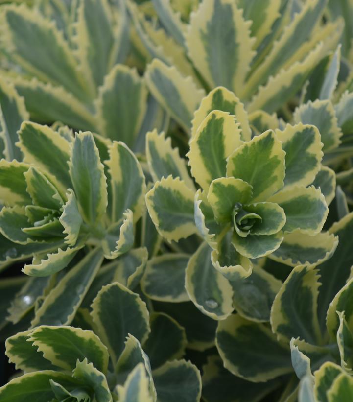 Sedum 'Frosted Fire'