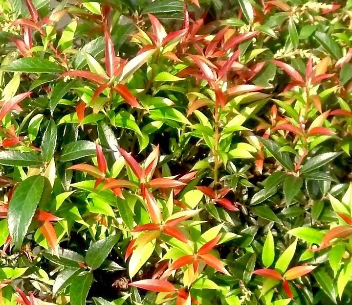 Leucothoe axillaris 'Rejoyce'