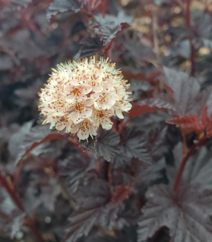 Physocarpus opulifolius Summer Wine® Black