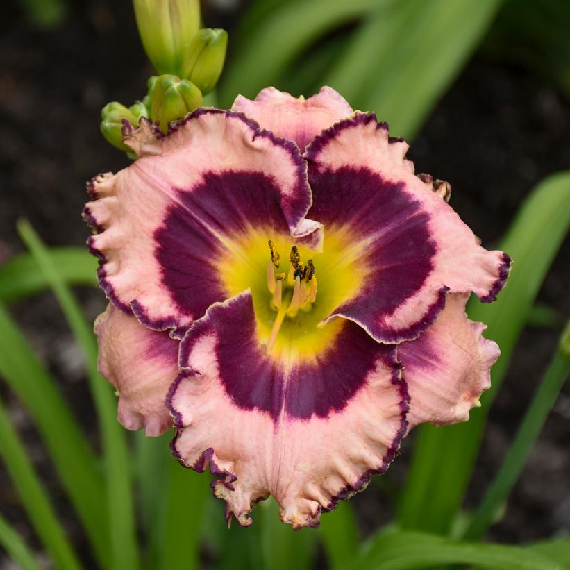 Hemerocallis hybrid Rainbow Rhythm® 'Sound of My Heart'