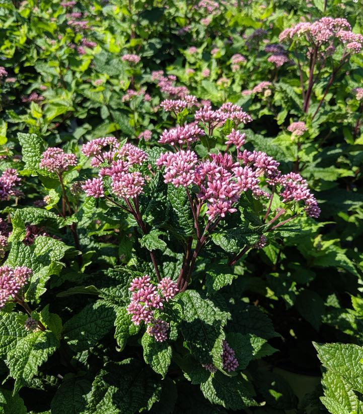 Eupatorium dubium Little Joe